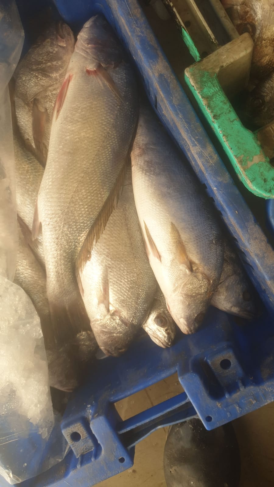 WhatsApp Image 2020-01-30 at 10.31.01 AM.jpeg.jpeg